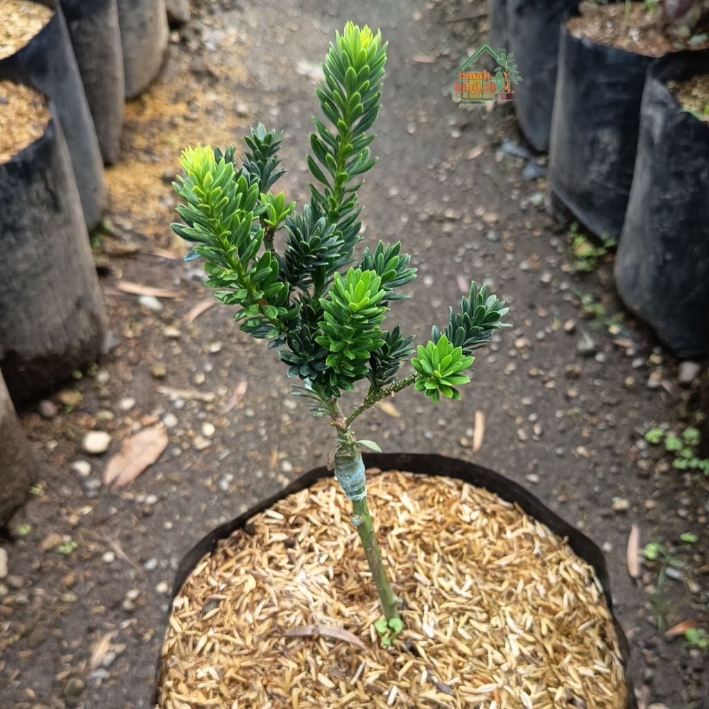 Tanaman Lohansung Super Micro Brush