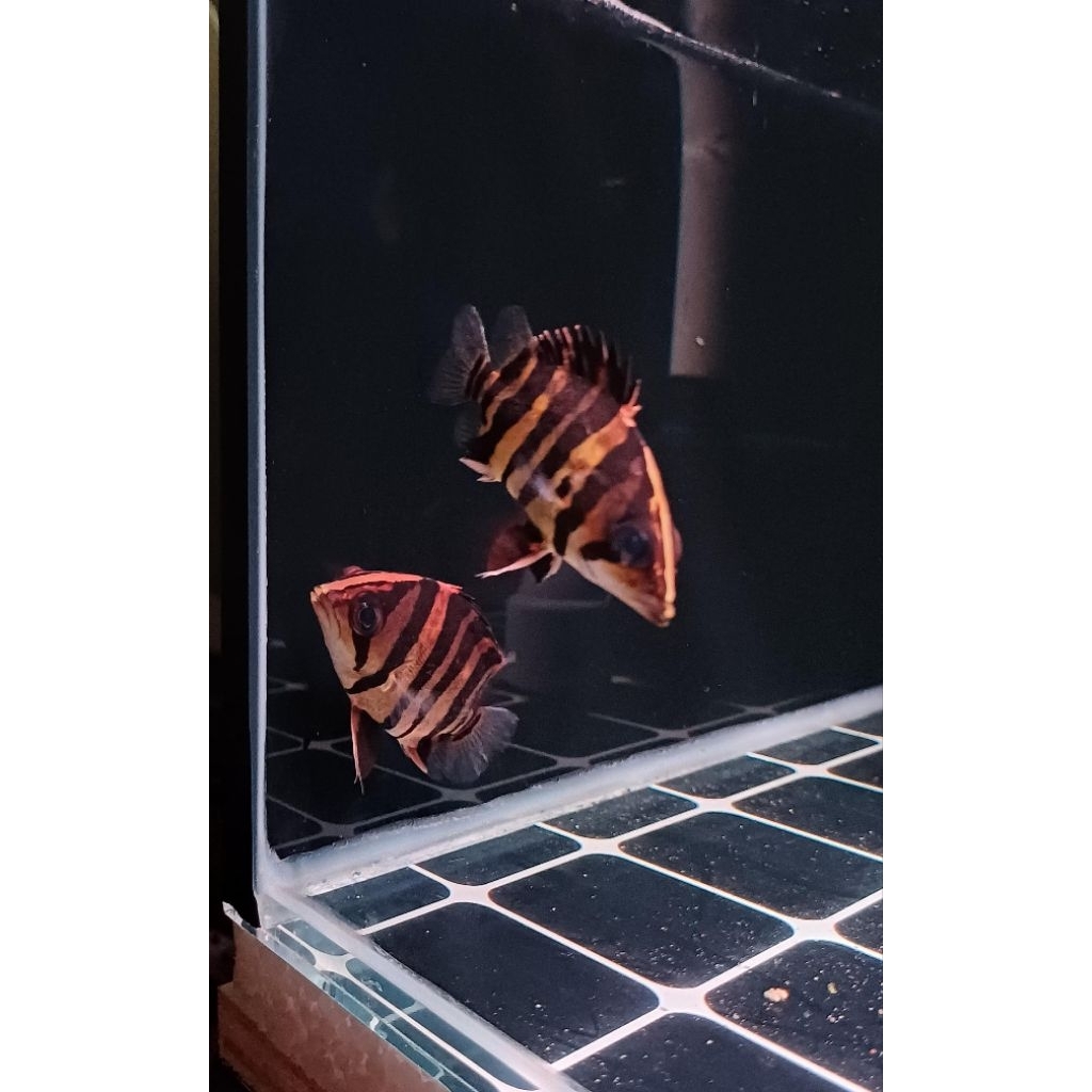 Datz Sumatra 4bar Simet 7-10cm CNCB