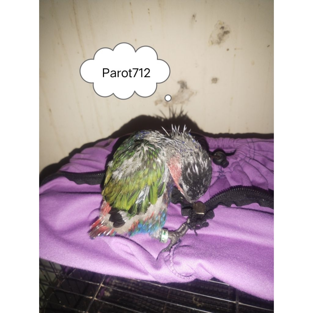 Lolohan anakan burung Nuri kepalahitam