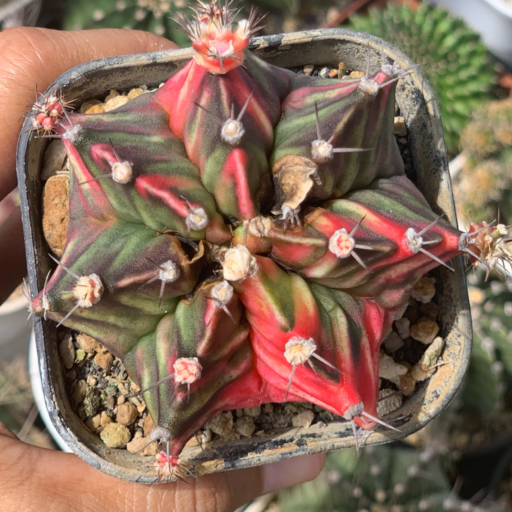 Gymnocalycium mihanovichii hybrid pink red gymno id var hybrid varigata kaktus gymno miha var tanama