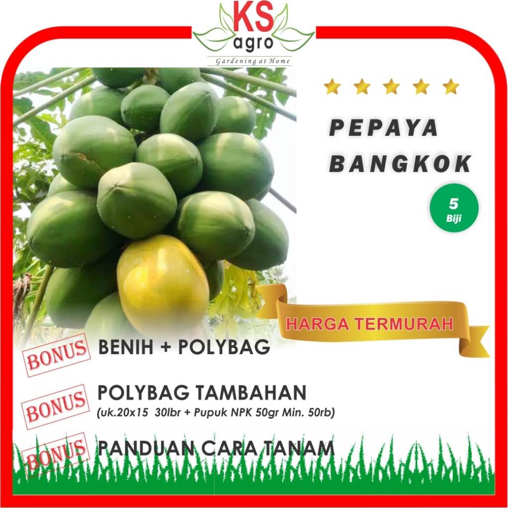 BENIH PEPAYA BANGKOK BIBIT BUAH UNGGUL