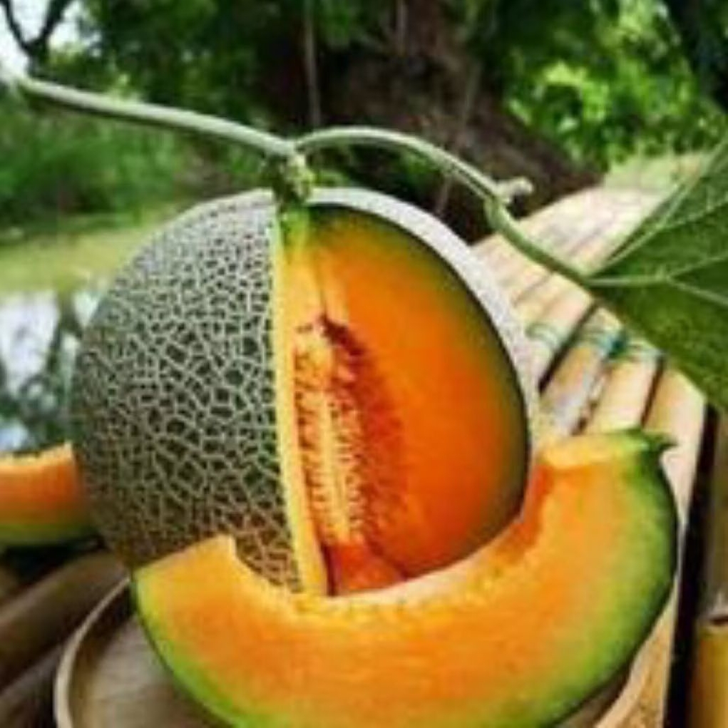 10 BIJI BENIH MELON SAKATA JEPANG