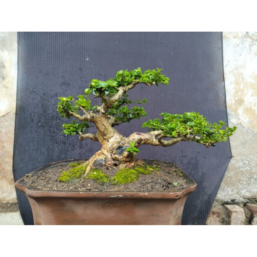 Bonsai sancang small real pict