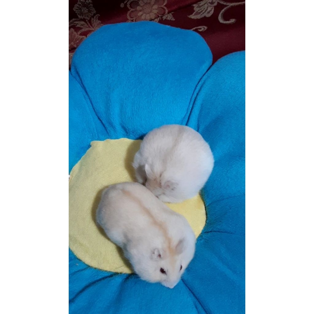 OBRALL Hamster Winter Golden