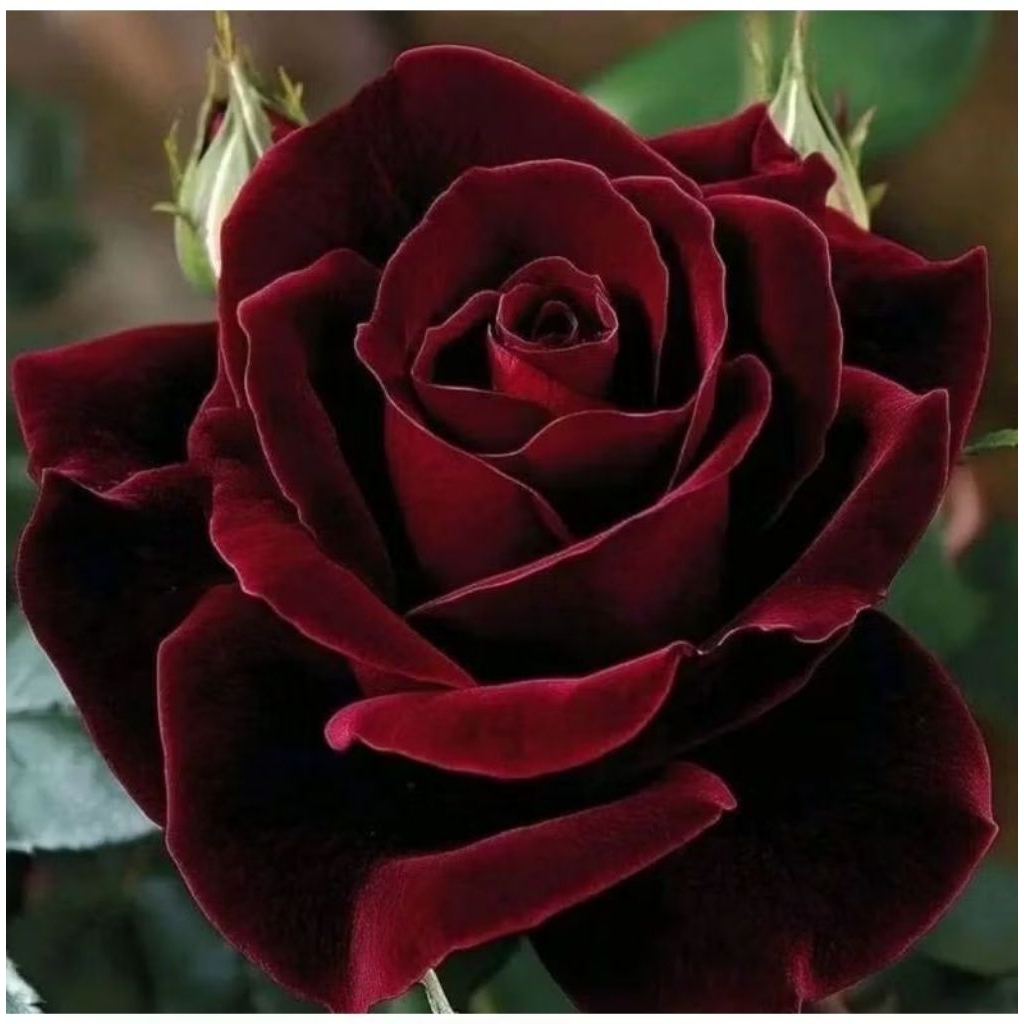 Tanaman Hias Bunga Mawar Import - Tanaman Bunga Mawar Langka - Bunga Merah Maroon