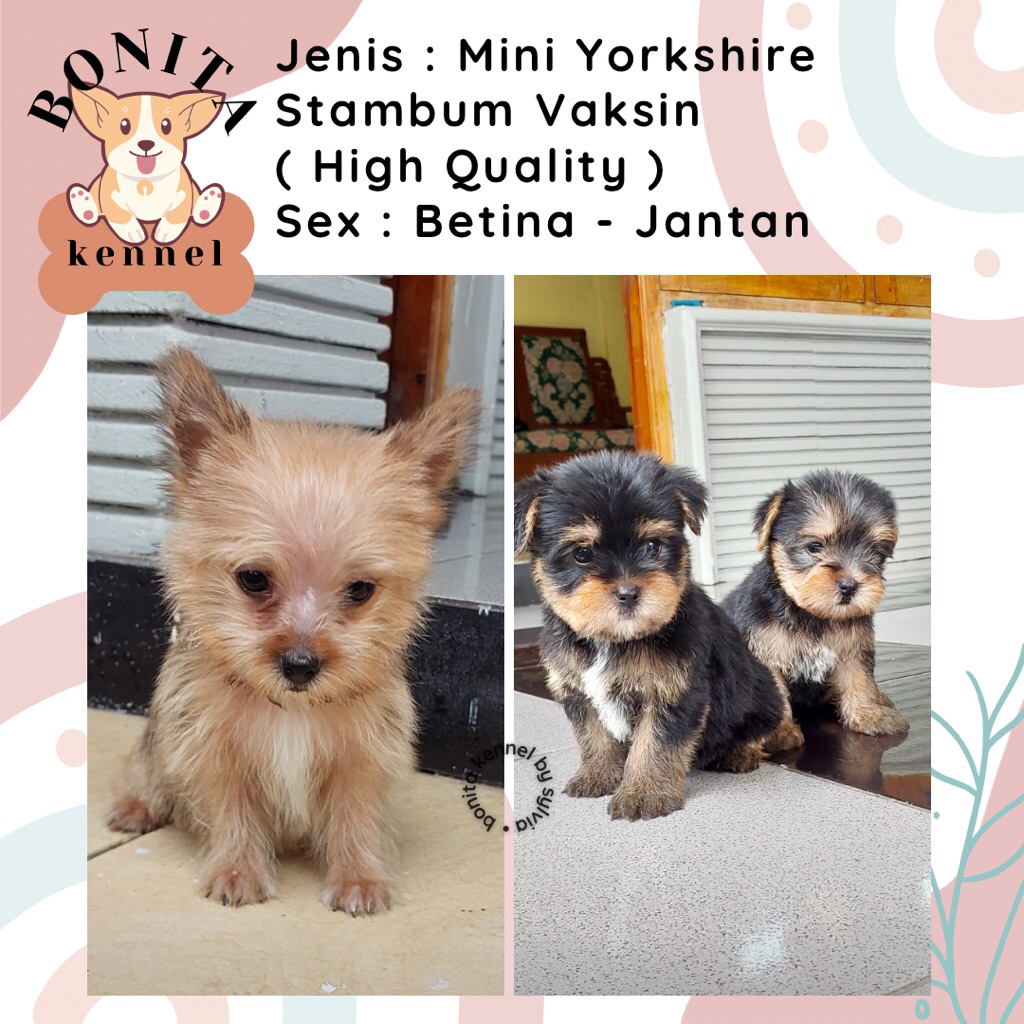 Yorkshire Terrier Non Stambum Jantan Betina Jantan Anak Anjing Yorkshire