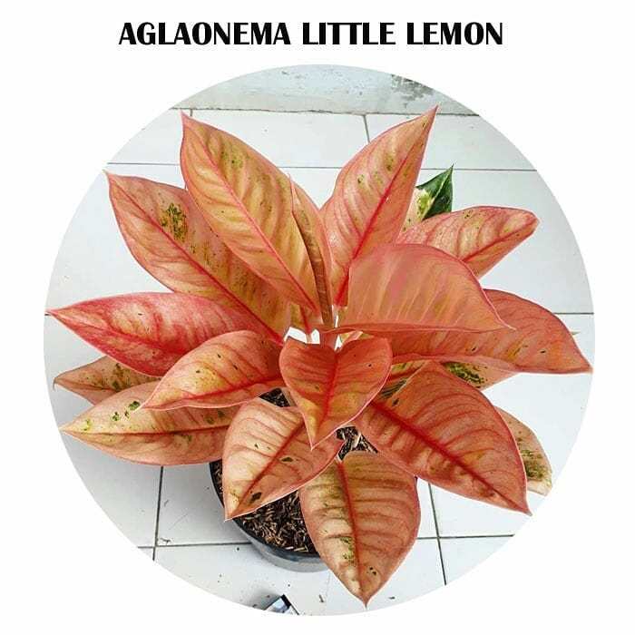 Bibit "bonggol" aglonema little lemon -tanaman hias