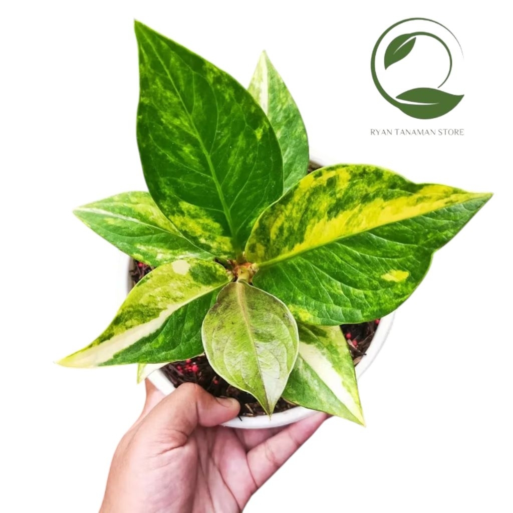 Tanaman Hias Anthurium Jemani Varigata - Anthurium Varigata