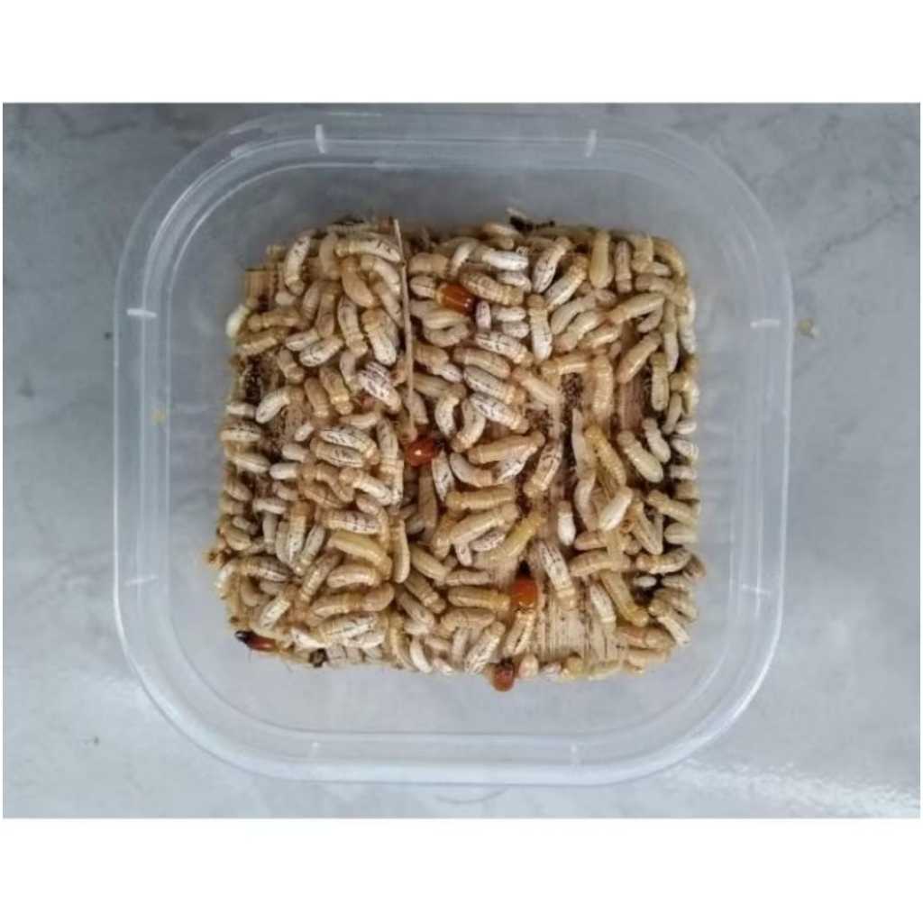 poa pua warangas umpan pancing uk 120ml