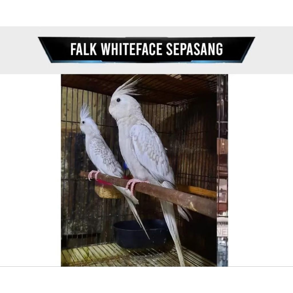 Burung Cockatiel Falk Parkit Australia Warna White Face Pearl WF Mutiara