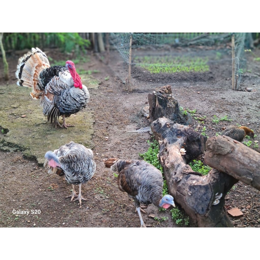 Telur ayam hias kalkun jenis golden palm jaminan 100% asli telur vertil