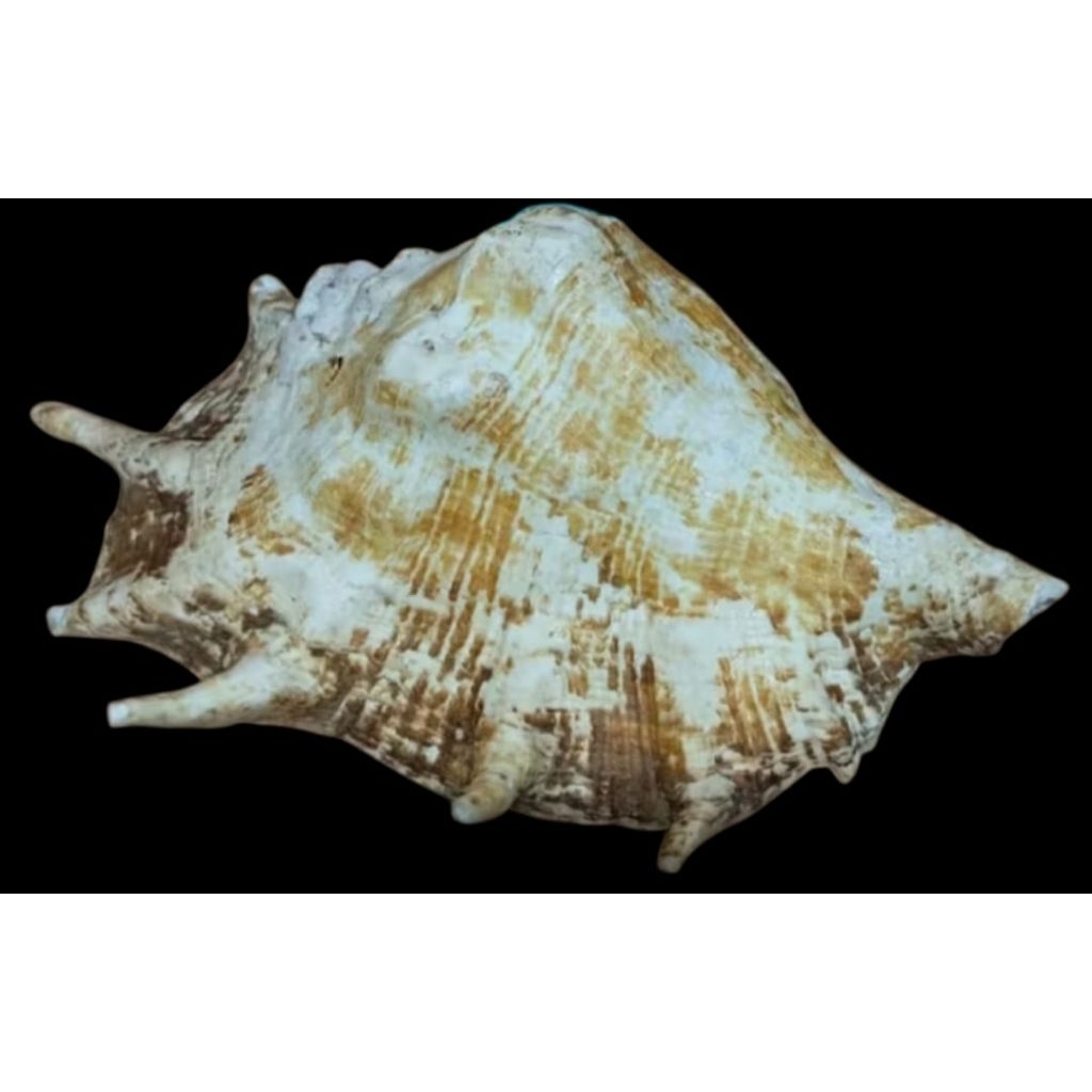 Cangkang kerang lambis truncata untuk koleksi & dekorasi 25cm