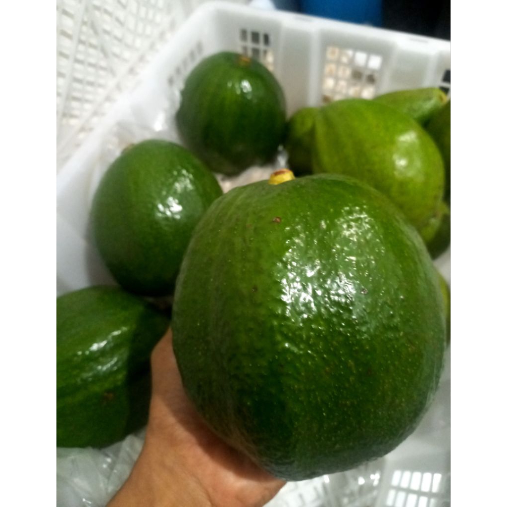 Alpukat mentega markus , alpukat kelud , alpukat jumbo.. manis pulen 1kg isi 1-2