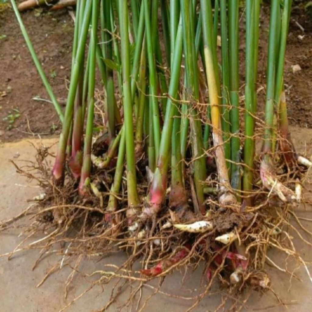 Bibit Kapula Hibrida | Kapulaga Jawa