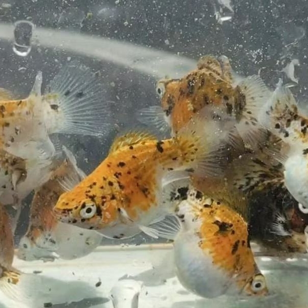 molly calico/teyeng 15 pcs