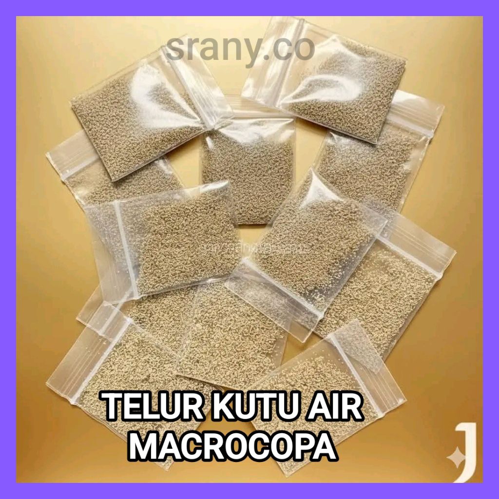 Telur Kutu Air Kutir Moina Macrocopa Ephipia Kapsul