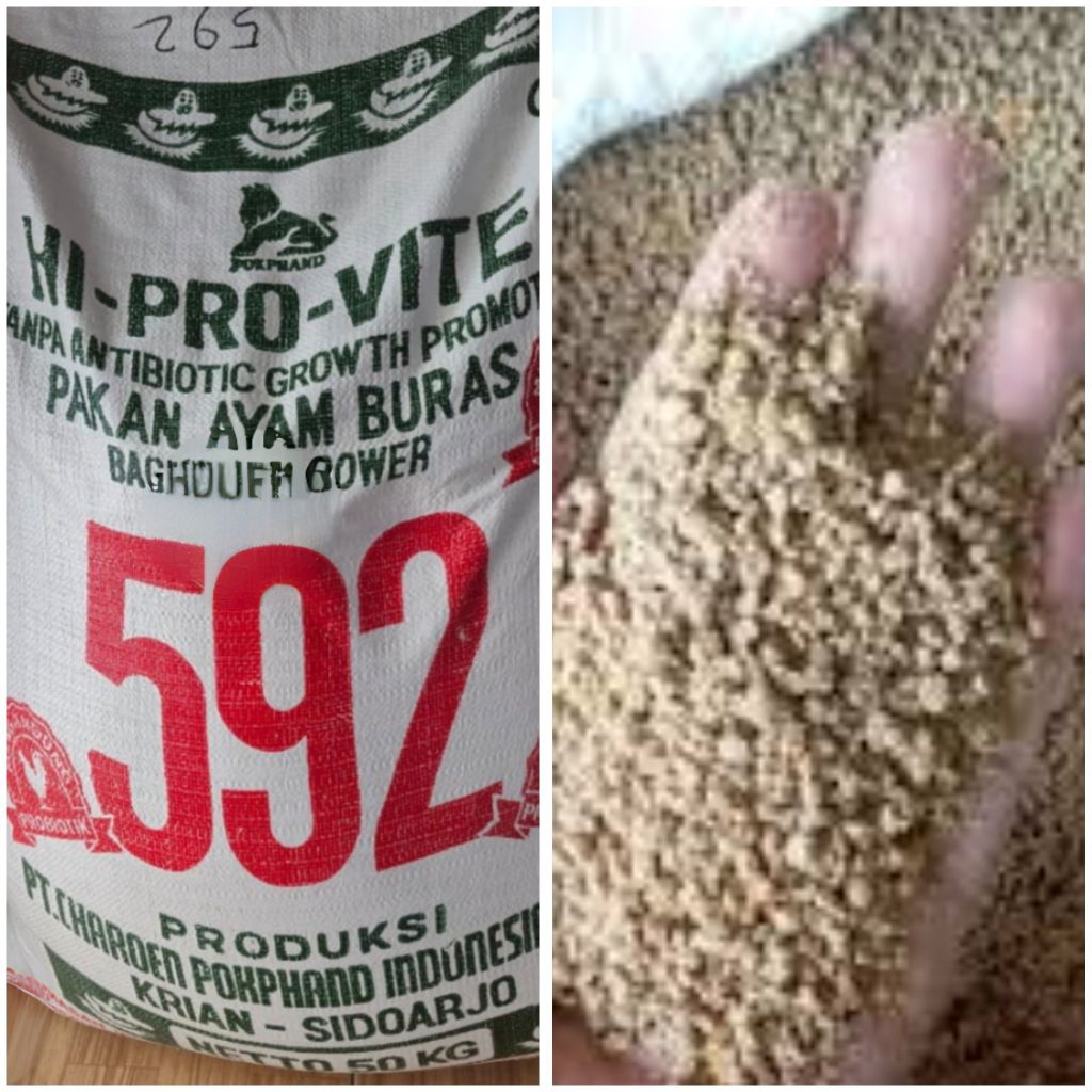 592 Pur ayam Bangkok pakan ayam