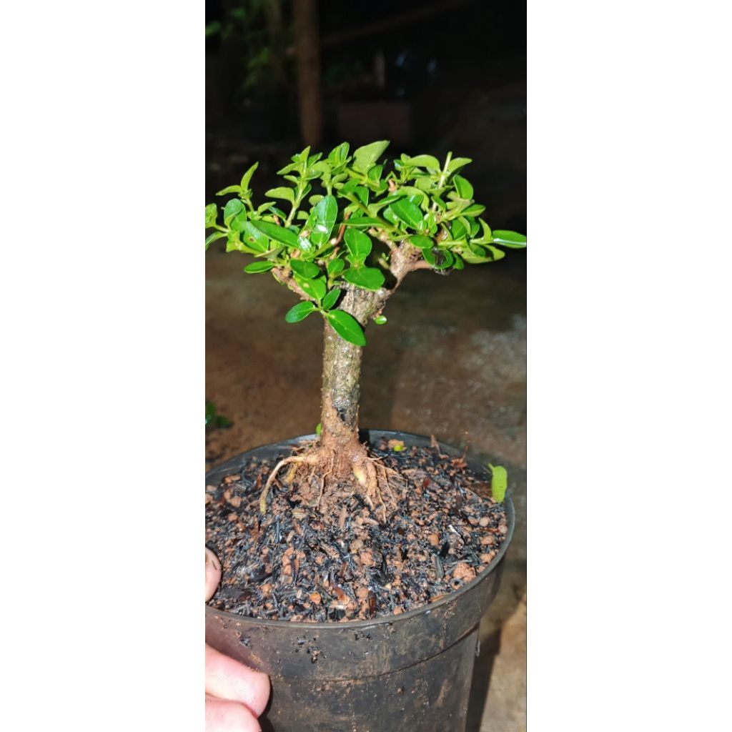 bonsai sancang mame shito