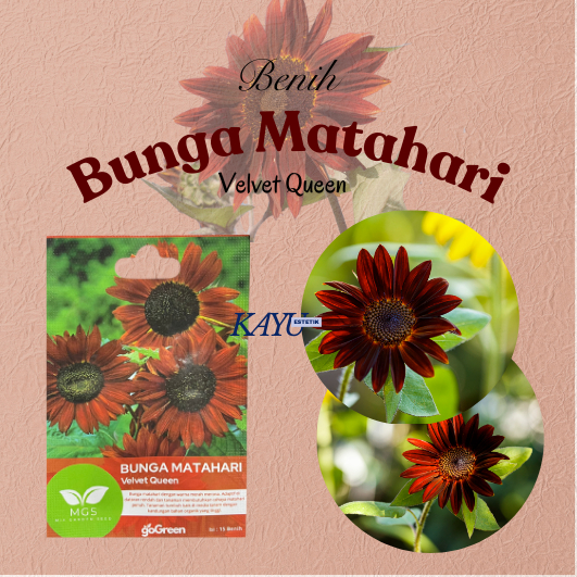 Benih Bunga Matahari/Benih Bunga Matahari Velvet Queen/Benih Murah