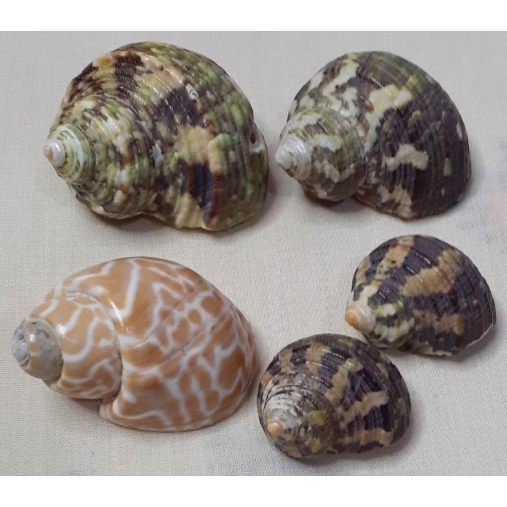 cangkang kerang untuk kerajinan tangan kreasi