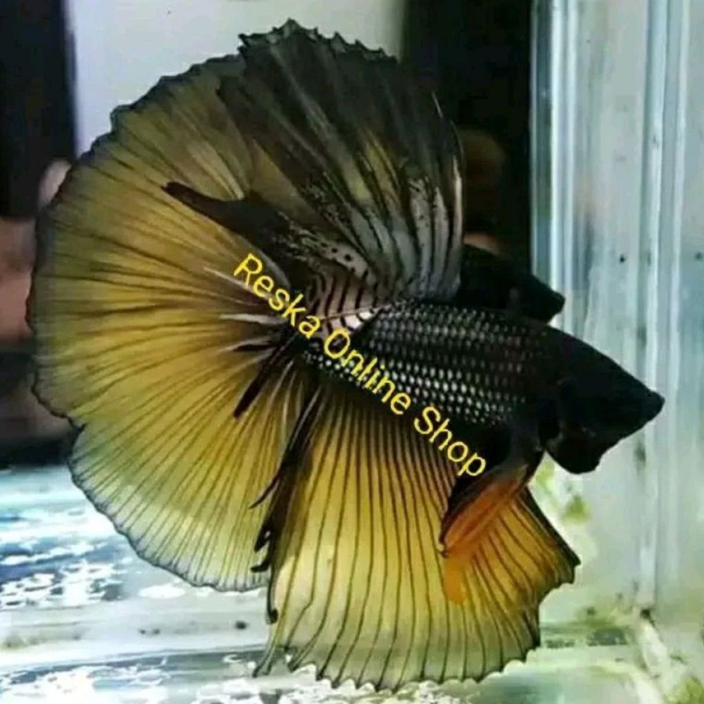 Ikan Cupang Halfmoon Rosetail MG Warna Yellow Copper Size L+ Top Grade