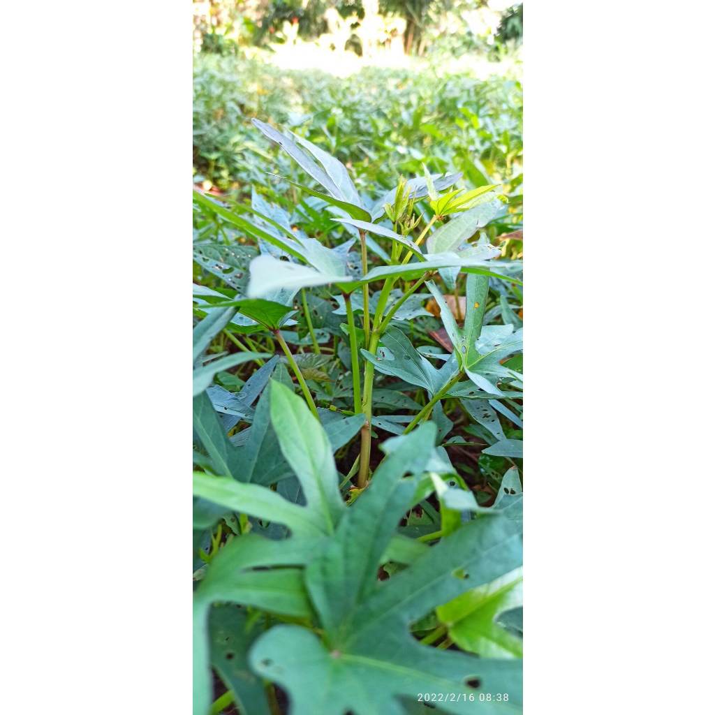 Bibit Ubi Cilembu Asli - Bibit Ubi Cilembu Sumedang Ubi Madu, 13 batang