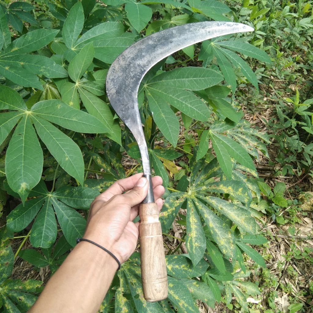 sabit rumput asli baja