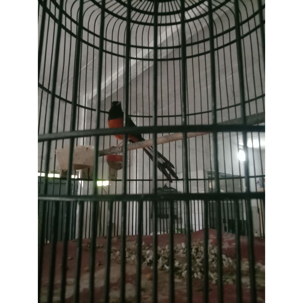 Murai Batu Medan Jantan Bunyi