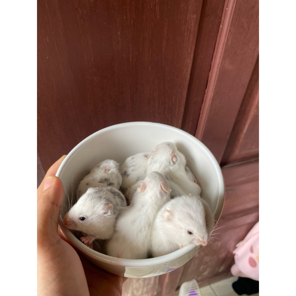 hamster syrian fujiyama usia 1,5 bulan