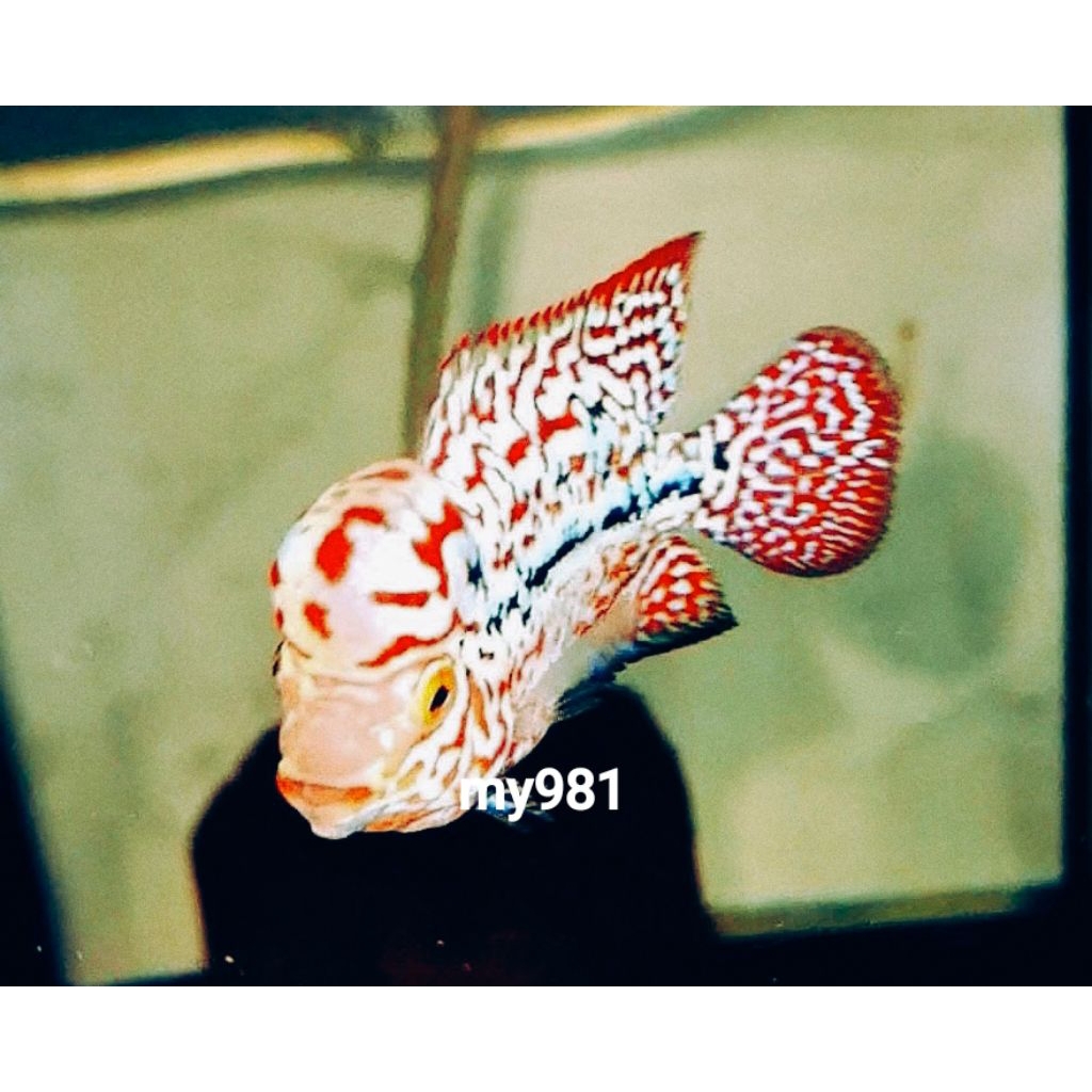 My89 burayak kamfa f2 super red size 3-4cm