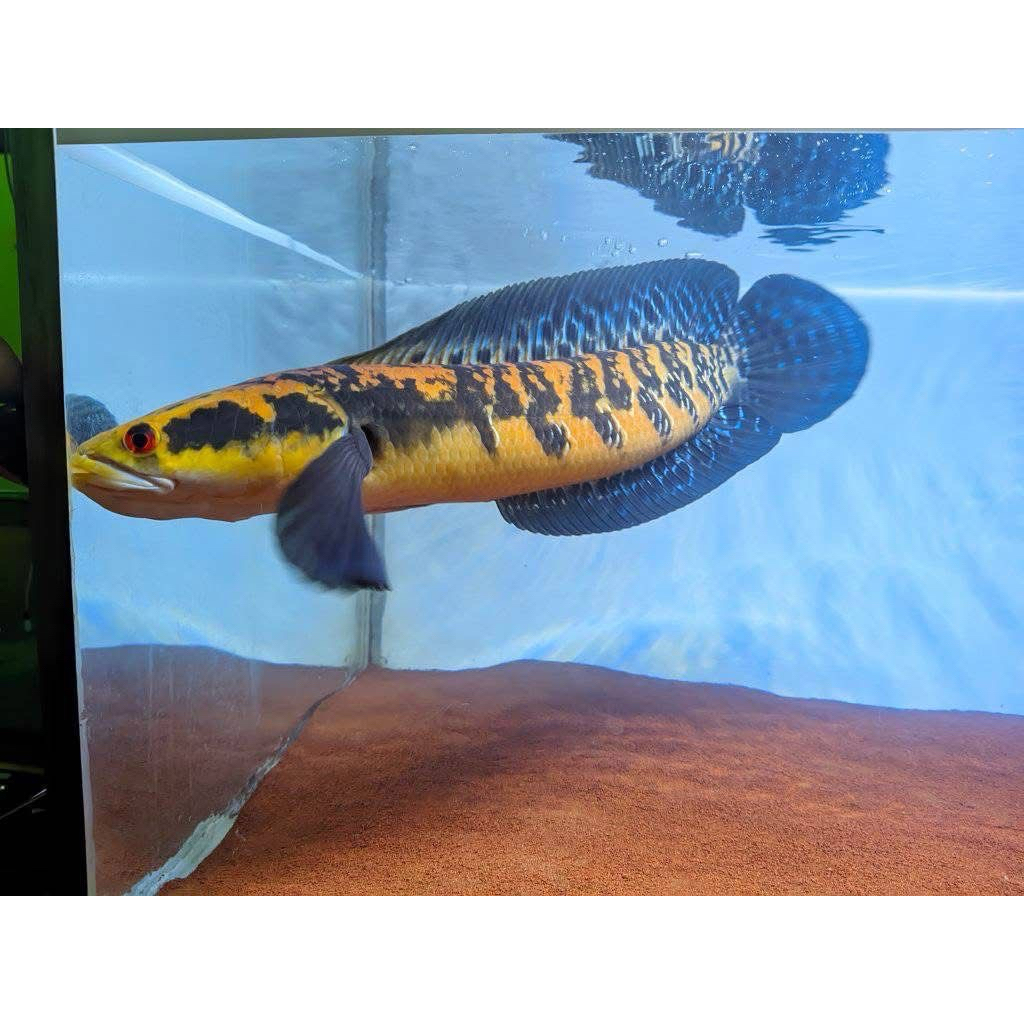 Stiker chana maru ys batik