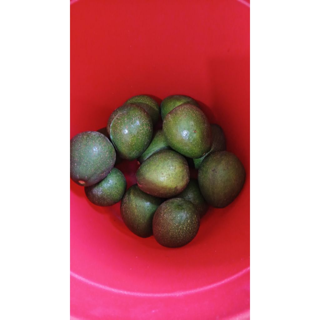 Alpukat mentega miki