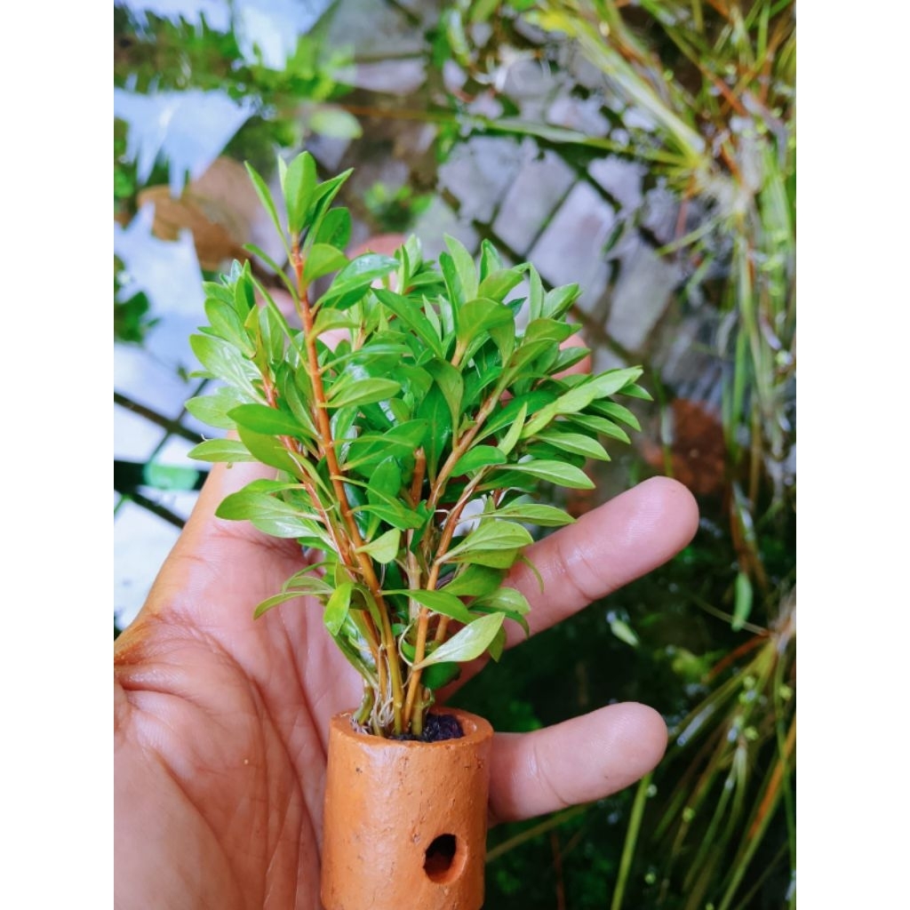 ludwigia brevipes per 30 batang tanaman aquascape