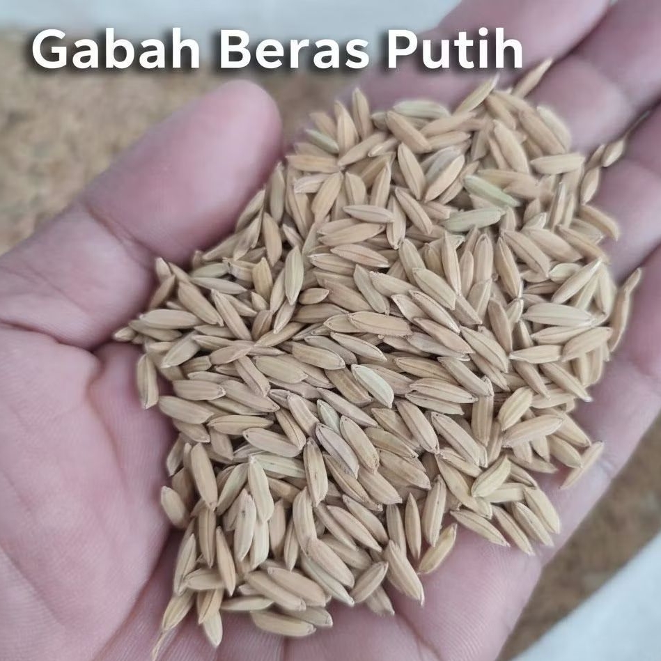 PADI GABAH BERAS PUTIH ASLI CIANJUR 5KG | GABAH UNTUK BENIH DAN PAKAN AYAM JAGO