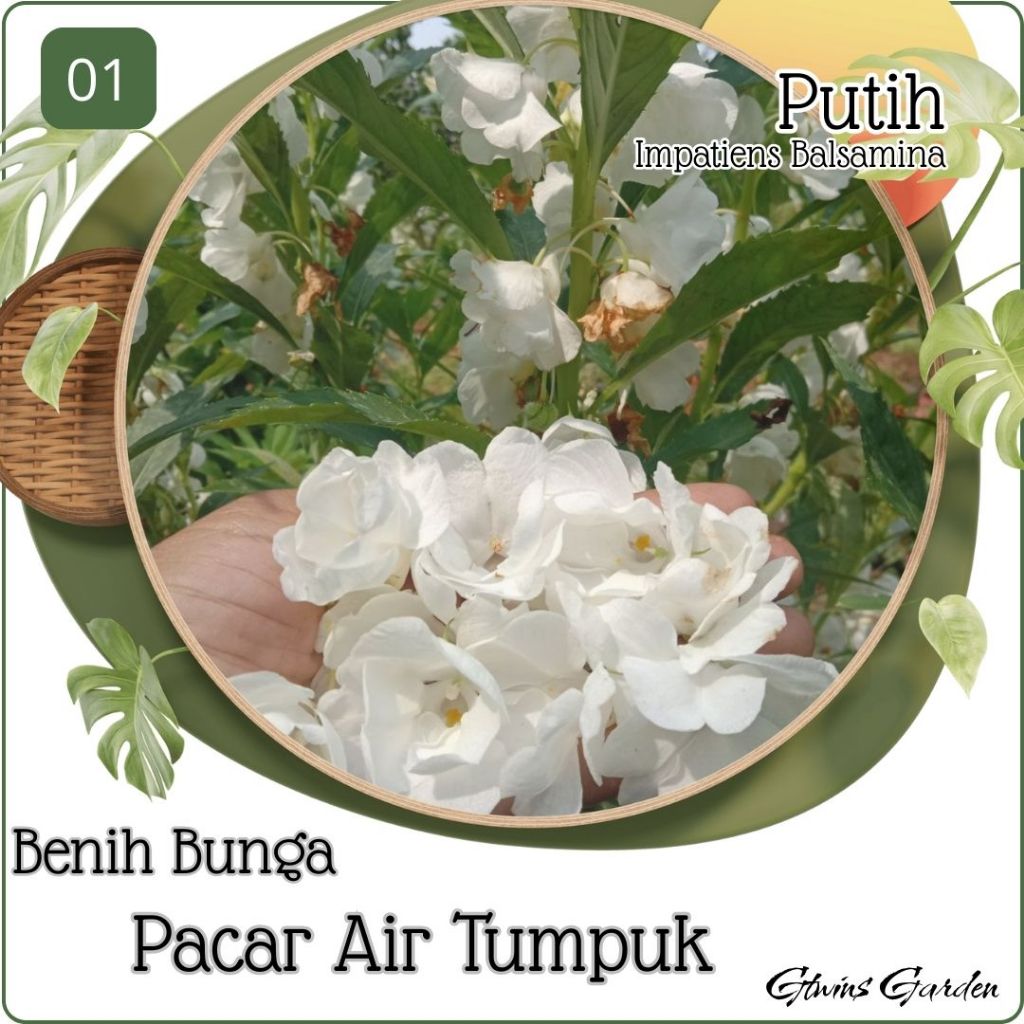60 Butir Benih Bunga Pacar Air Tumpuk Impatiens Basamina Putih