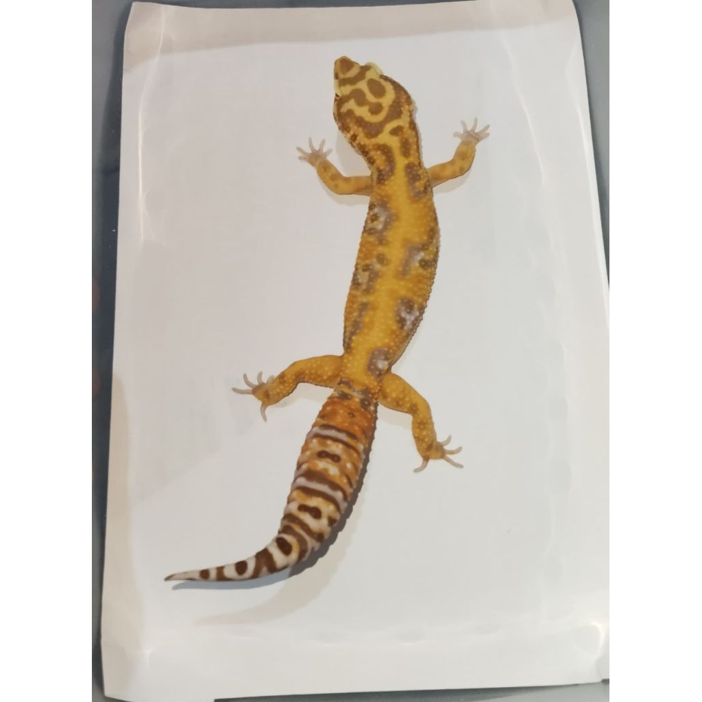 Mainan Leopard Gecko Tremper Jungle Lavender M (001)