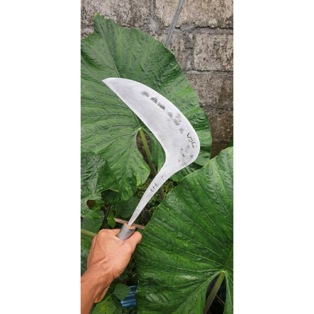 Arit pengaritan rumput.baja isen full belakang