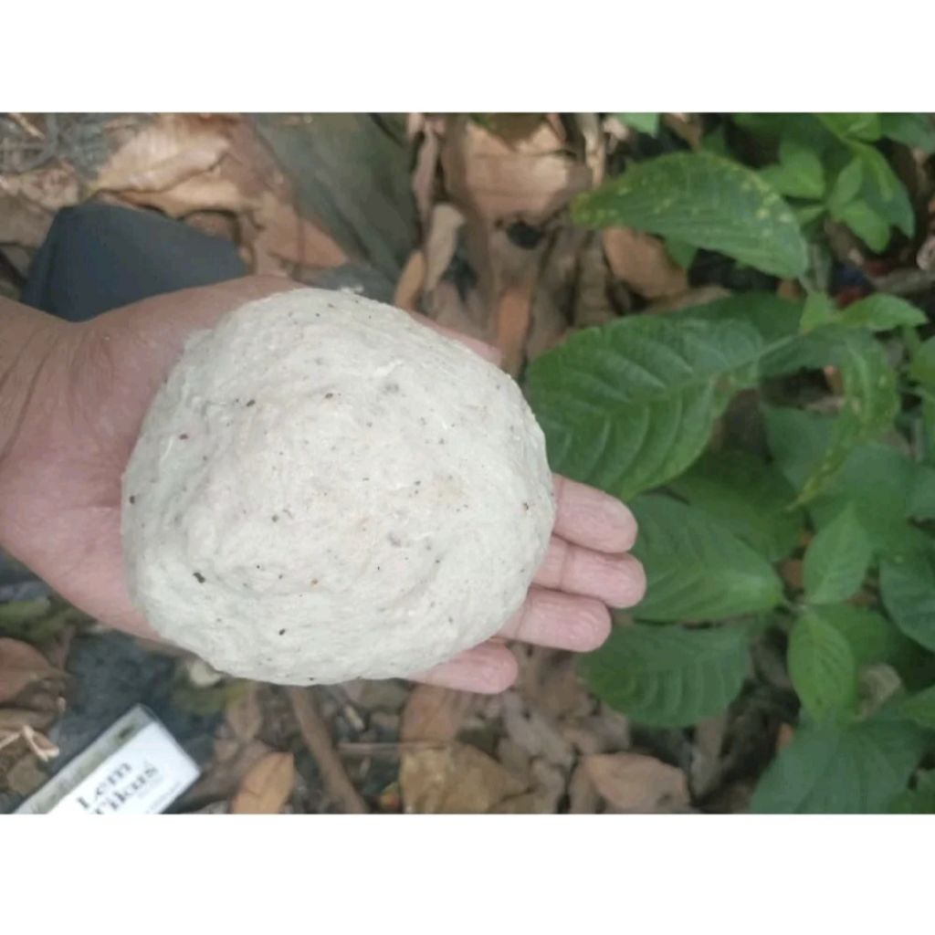 pulut pikat pulot burung bendo