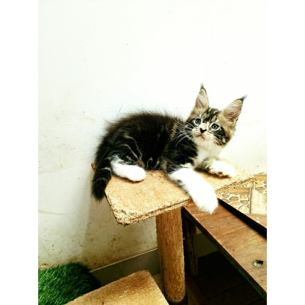 Kitten MaineCoon Betina Pure Bkn mix.Garansi