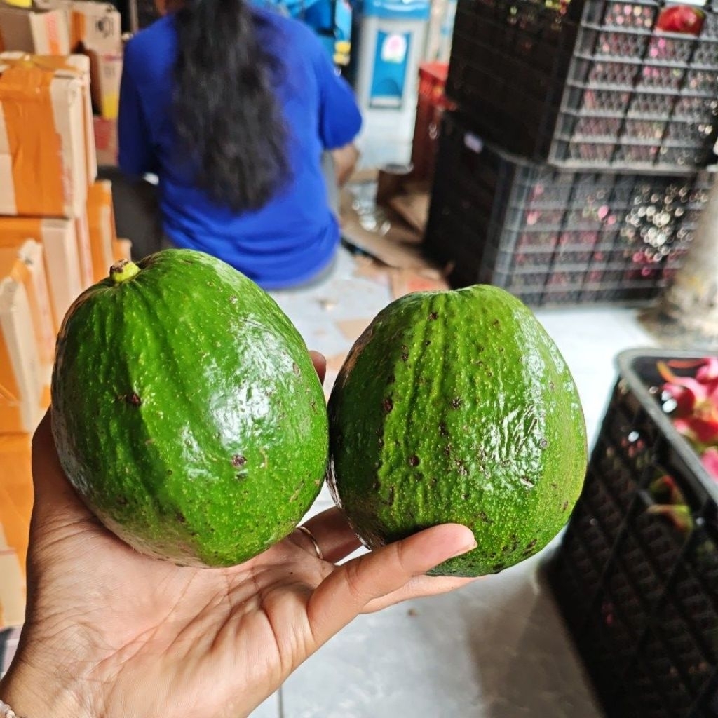 alpukat markus -+ 1 kg isi 2