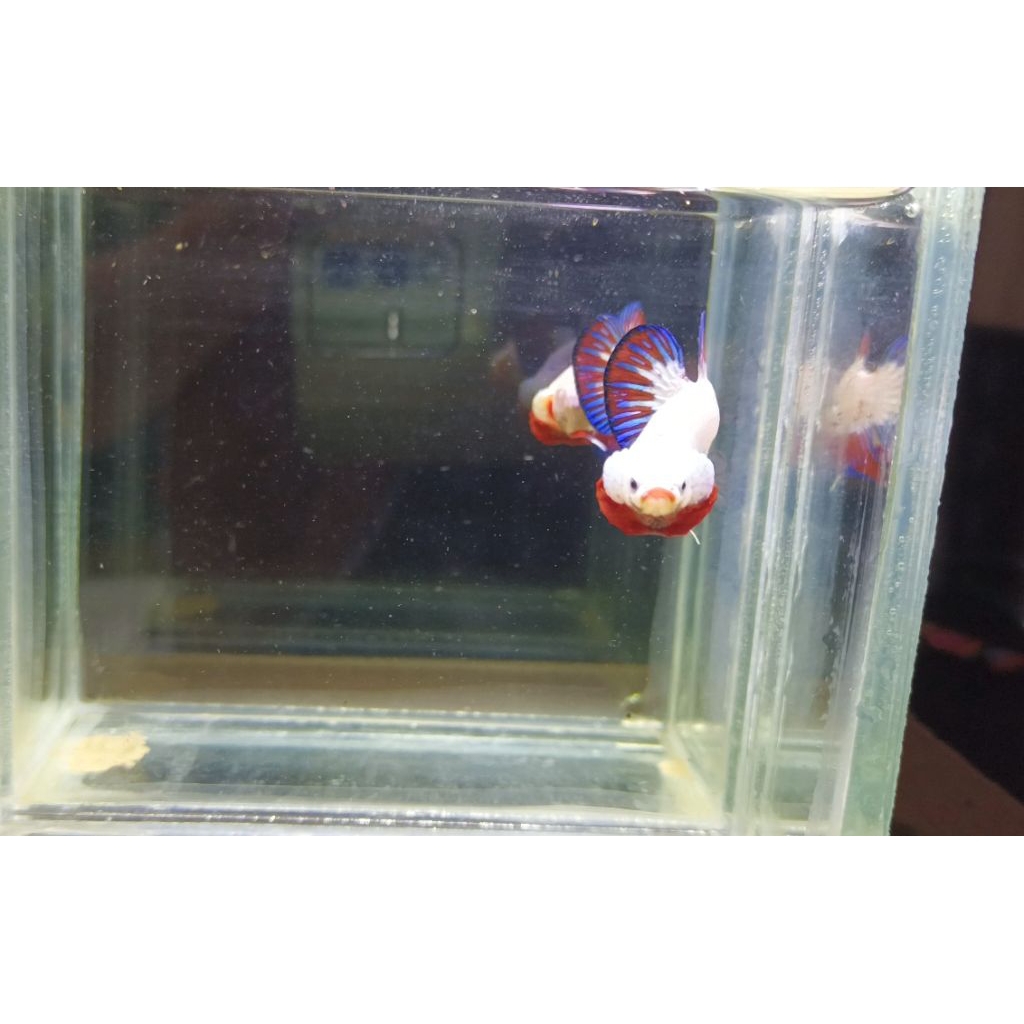 cupang ws cakep realpict