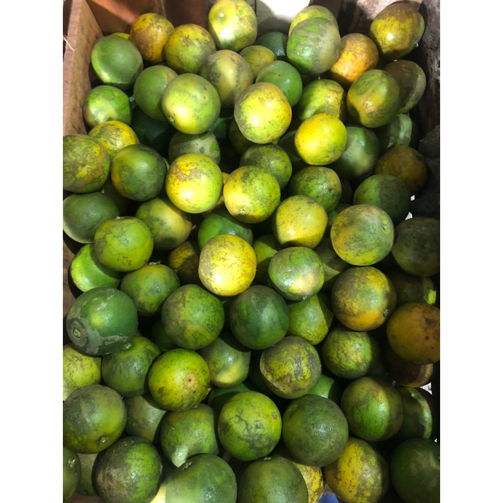 Jeruk Peras Pacitan Baby Java 1 kg