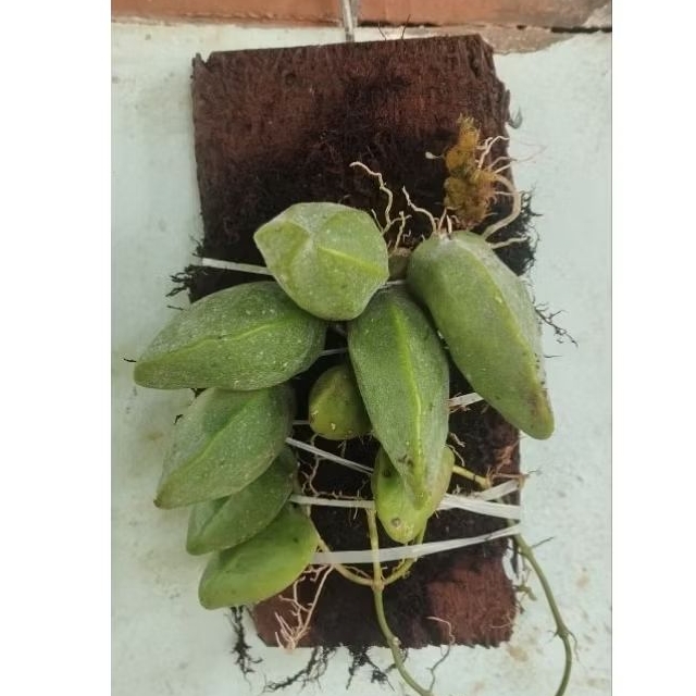 Hoya major dischidia dikirim dengan media tanmnya