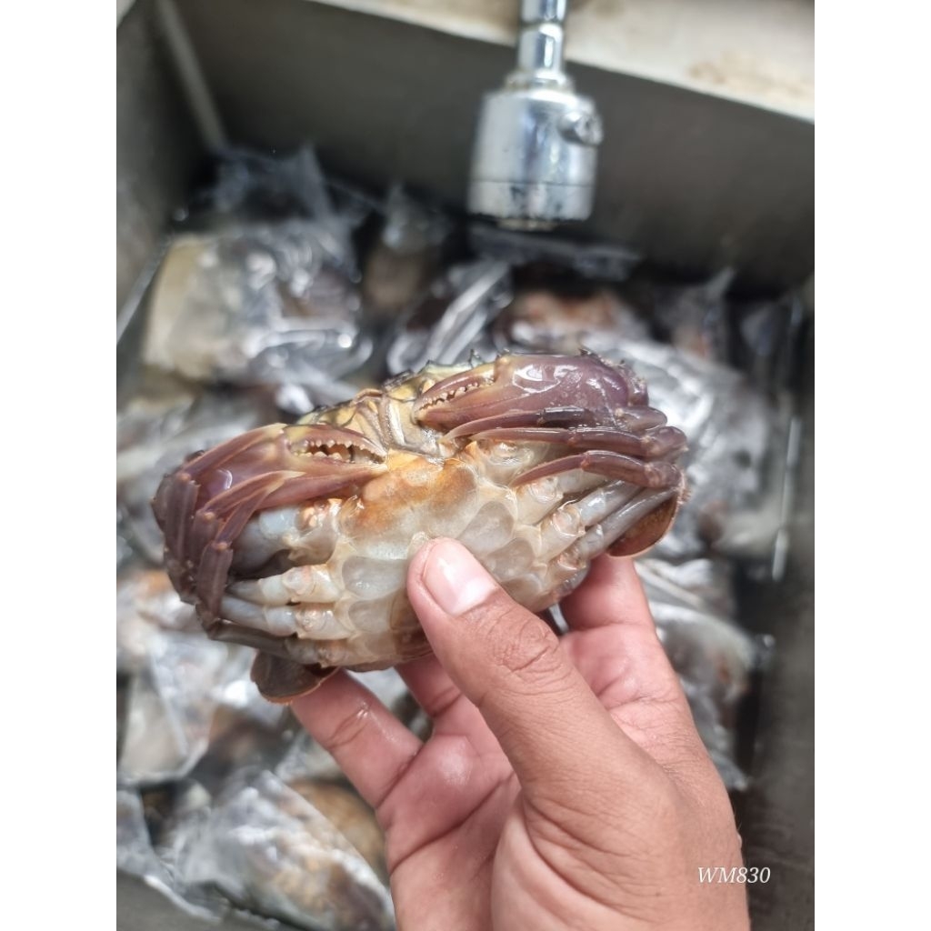 Kepiting Soka - Soft Shell Crab Frozen Fresh 150-200, Glezing 30-40%