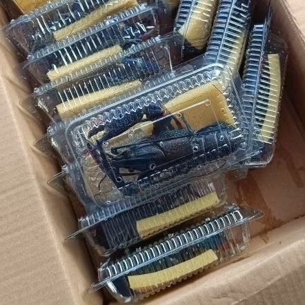 Indukan Lobster Air Tawar [satuan]