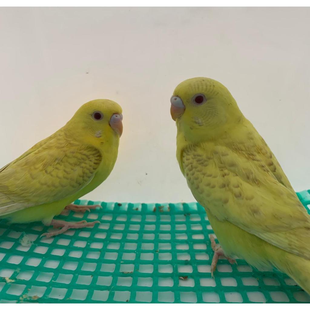 burung parkit lokal parkit hias sepasang jantan/betina