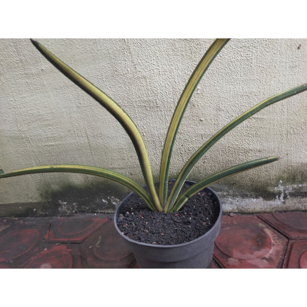 TANAMAN HIAS SANSEVIERIA PERSONI VARIGATA
