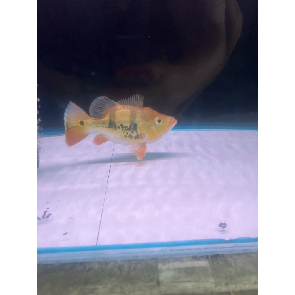 pbas super shortbody