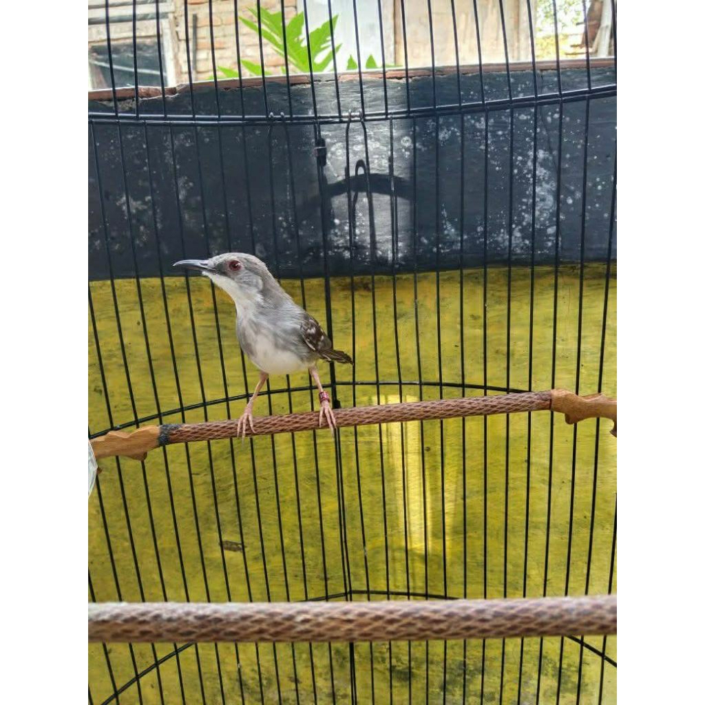 ciblek daput, ciblek cristal gacor