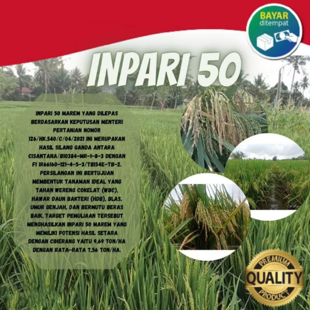 benih padi Inpari50 kemasan 1kg